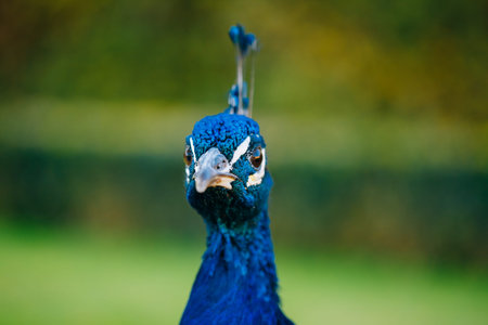 Close up of Indian peafowl or blue peafowl - Pavo cristatus outdoor