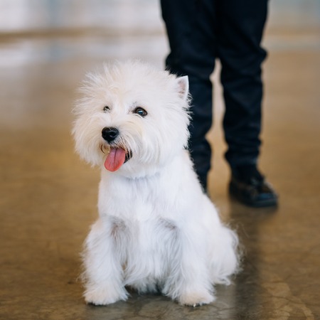 White West Highland White Terrier - Westie, Westy Dog Portraitの写真素材