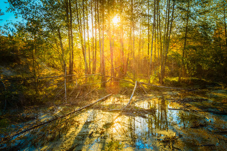 Sunny Day In Autumn Sunny Forest Woods and Wild Bog. Nature Woods, Sunlight Background. Instant...