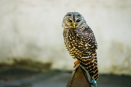 The rufous-legged owl - Strix rufipes - is a medium sized owl with no ear tufts. Wild birdの写真素材