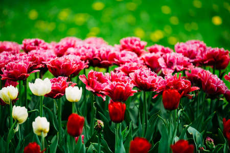 White And Pink Flowers Tulips In Spring Gardenの写真素材