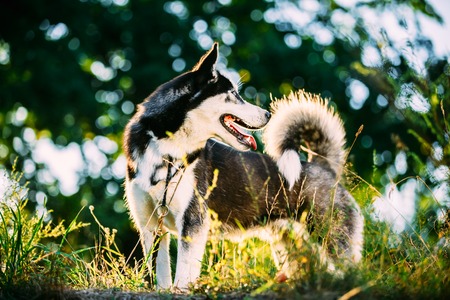 Young Happy Husky Eskimo Dog Sitting In Fresh Green Grass Outdoor. Summer Or Spring Seasonの写真素材