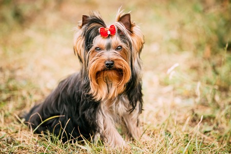 Funny Cute Yorkshire Terrier Small Dog Outdoorの写真素材
