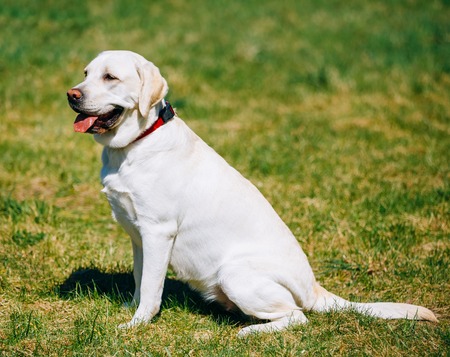 White Labrador Dog Sitting In Green Grass in Parkの写真素材
