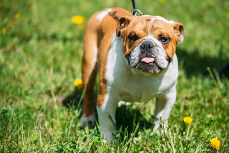White and Red English Bulldog Dog In Green Grass in Park Outdoorの写真素材
