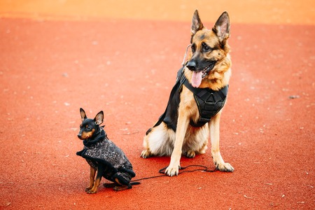 Brown German Sheepdog And Black Miniature Pinscher Pincher Sitting Together On Red Floorの写真素材