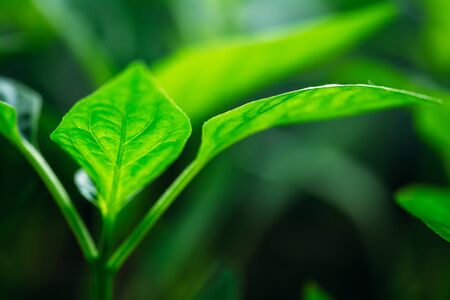Green Sprout With Leaf, Leaves Growing. Spring Concept Of New Lifeの写真素材