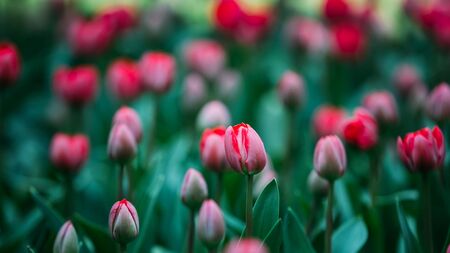 Red Tulips Flowers In Spring Garden Flower Bed.の写真素材