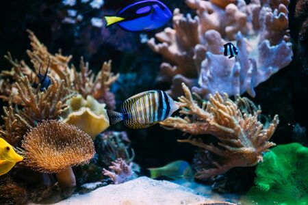 Small tropical Colorful sea fish in aquarium.の写真素材
