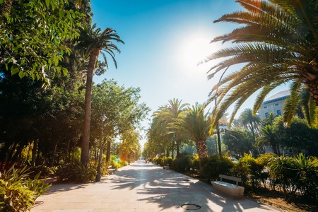 Sidewalk on the Paseo del Parque in Malaga, Spain.の写真素材