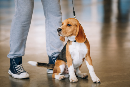 Young Red and White colors Beagle Dog Sitting Near Owner.の写真素材