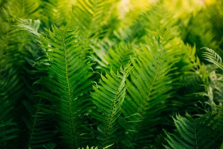 Beautyful ferns leaves green foliage natural floral background. Fern backgroundの写真素材