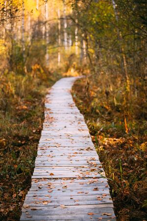 Wooden boarding path way pathway in autumn forest.の写真素材