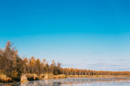 Beautiful Birch forest and pond in autumn season.の写真素材