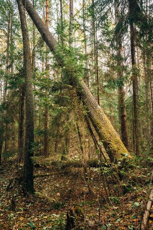 Wild autumn forest. Fallen trees in coniferous forest reserve.の写真素材