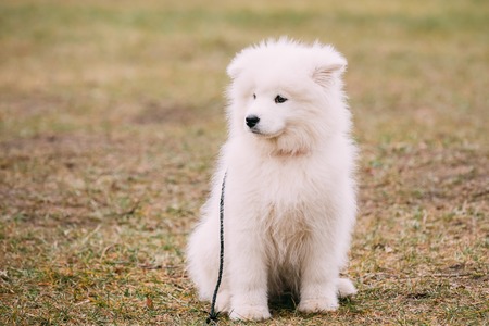 White Samoyed Puppy Dog Outdoor siti in grass in Park.の写真素材