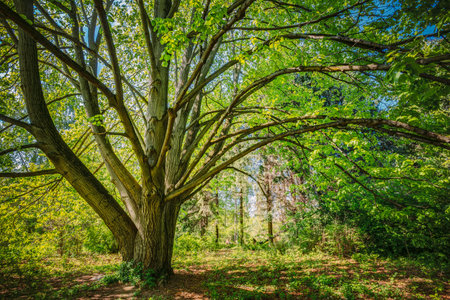 Sunny Forest Tree. Summer Nature, Wood in Sunlight