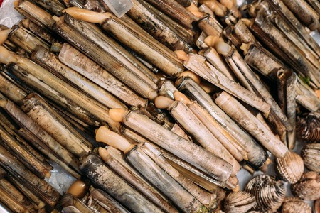 Close up of spanish alive razor clams shells Navajas on market store shop.の写真素材
