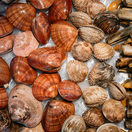 Close up of spanish shells on ice on market store shop. Backgroundの写真素材