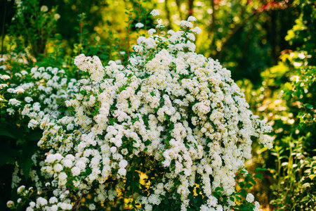White Spirea Vanhouttei Flowers On Bush At Spring. The plant is widely used in landscaping and...
