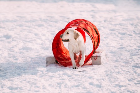 Young funny labrador dog playing outside in snow, winter season. Sunny day. Agility dog training.の写真素材