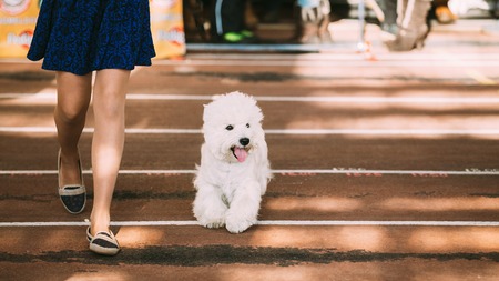 Funny Lovely Small Smiling White West Highland White Terrier, Westie, Westy, Happy Dog running near girl.の写真素材