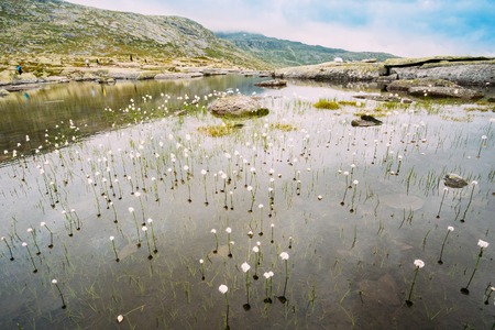 Norwegian landscape with mountains lake and cotton grass, cotton-grass or cottonsedge Eriophorum on foreground. Nature of Norway. Travel and hiking concept.の写真素材