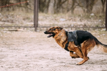 Fast running German Shepherd Dog at training. Alsatian Wolf Dog. GSD.の写真素材