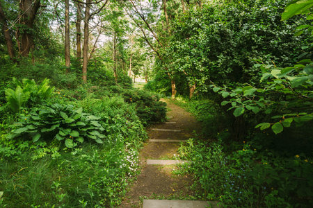 Empty Lane, Path, Way in summer deciduous forest Trees.