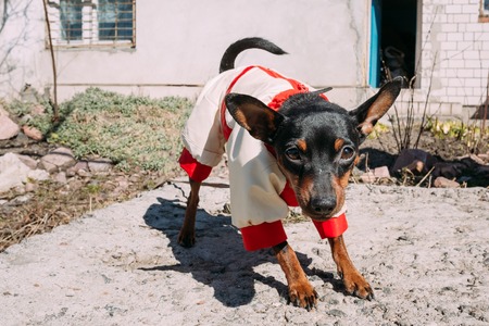 Funny Cute Black Miniature Pinscher Pincher Outdoorの写真素材