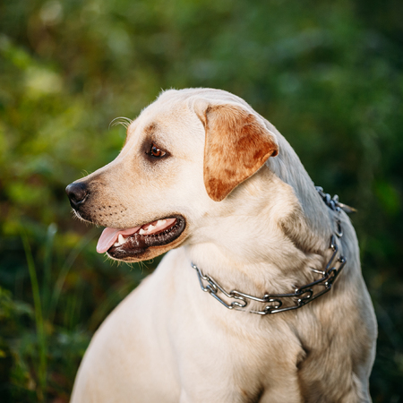 Close up face of white Labrador Dog Sitting In Green Grassの写真素材