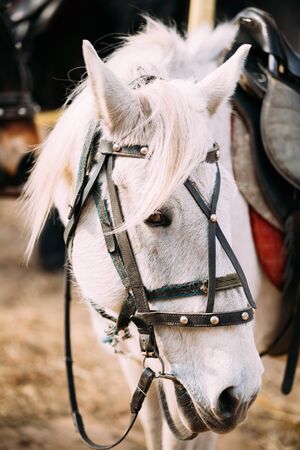 Close Up Portrait Of Beautiful White Horse. Close Up Headの写真素材