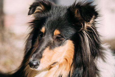 Close up of Young Shetland Sheepdog, Sheltie, Collie dog.の写真素材