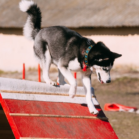 Running And Jumping Husky In Dog Agility, Dog Sport.の写真素材