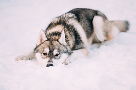 Funny Young Husky Puppy Dog Sit In Snow. Winter Seasonの写真素材