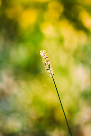 Nature Green Natural Background Of Grass. Bokeh, Boke Green Grass With Sunlight Colors