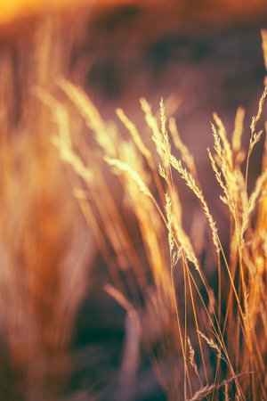 Autumn Nature Natural Background Of Dry Grass. Bokeh, Boke Grass With Sunlight Colors. Toned Image