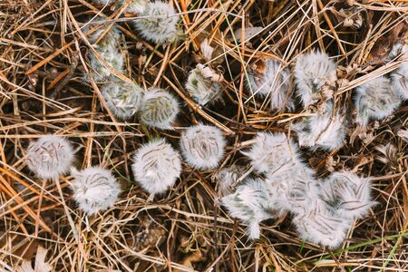 Wild Spring Forest Flowers Pulsatilla Patens. Flowering Plant In Family Ranunculaceae, Native To Europe, Russia, Mongolia, China, Canada And USA.  Top view, flat viewの写真素材
