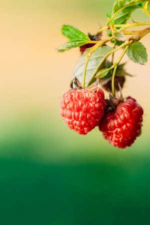 Red Raspberries. Growing Organic Berries Closeup. Ripe Raspberry In Fruit Garden.の写真素材