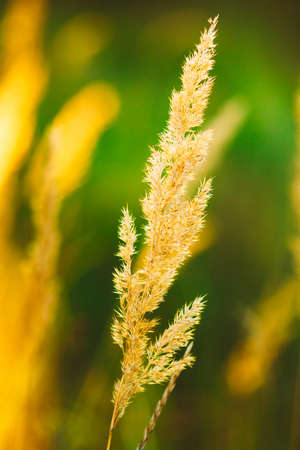 Beautiful Stem Dry Grass In Sunset Sunlight. Summer Seasonの写真素材