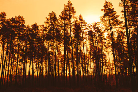 Dark Silhouettes Of Pine Trunks And Crowns Of Trees On A Background Of Bright Red Sunset Sky. Forest Woods At Dusk, Sunriseの写真素材