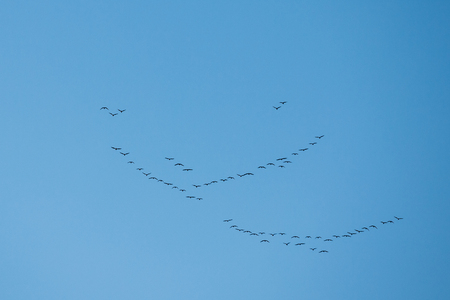 Flock Of Geese Flies In V-formation Flying In Sunny Blue Autumn or Spring Skyの写真素材