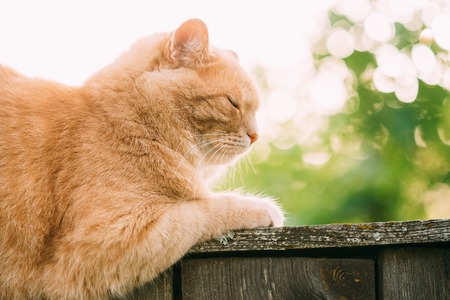 Funny Fat Red Cat Sitting On Fence In Summer Sunny Day. Close Up.の写真素材