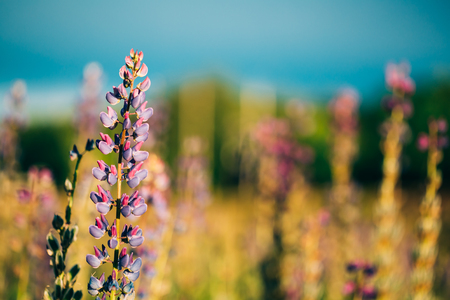 Wild Flowers Lupine In Summer Field Meadow At Sunset Sunrise. Close Up. Copyspace. Lupinus, Commonly Known As Lupin Or Lupine, Is A Genus Of Flowering Plants In The Legume Family, Fabaceae.の写真素材