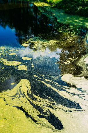 Surface Of Wild Bog With Duckweed On Water. Natural Background. Nobody