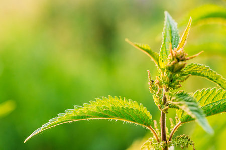 The Twig Of Wild Plant Nettle Or Stinging Nettle Or Urtica Dioica In Summer Spring Field At Sunset Sunrise. Close Up, Detail, At Green Background, Copyspace.の写真素材