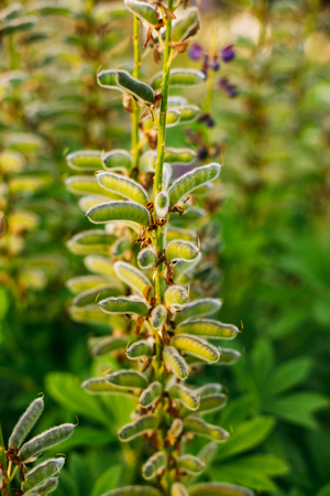 Close View Of Deflorate Wild Flowers Lupine With Seed Pods In Summer Meadow Field In Spring Summer  Sunset Sunrise. Lupinus, Lupin, Lupine, Is  Genus Of Flowering Plants In The Legume Family, Fabaceaeの写真素材