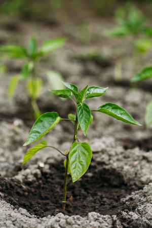 Close-Up View Of The Small Green Vernal Seedling Plant Of Capsicum, Pepper Or Capsicum Annuum Planted In Open Ground Moist Soil At The Garden Bed In Spring.の写真素材