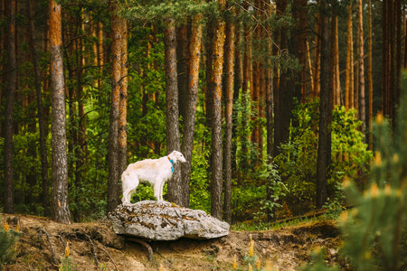 White Russian Borzoi, Hunting Dog standing on rock in forest.