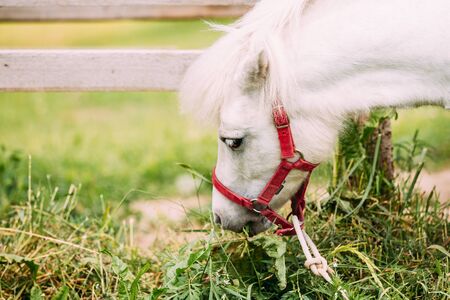 Nice White Pony Is Eating Hay, Grass. Close Up Side View Of The Head, Muzzle Of Nag In Red Bridle.の写真素材